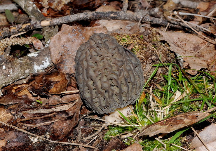 Morchelle di San Rossore (Morchella conica s.l.)